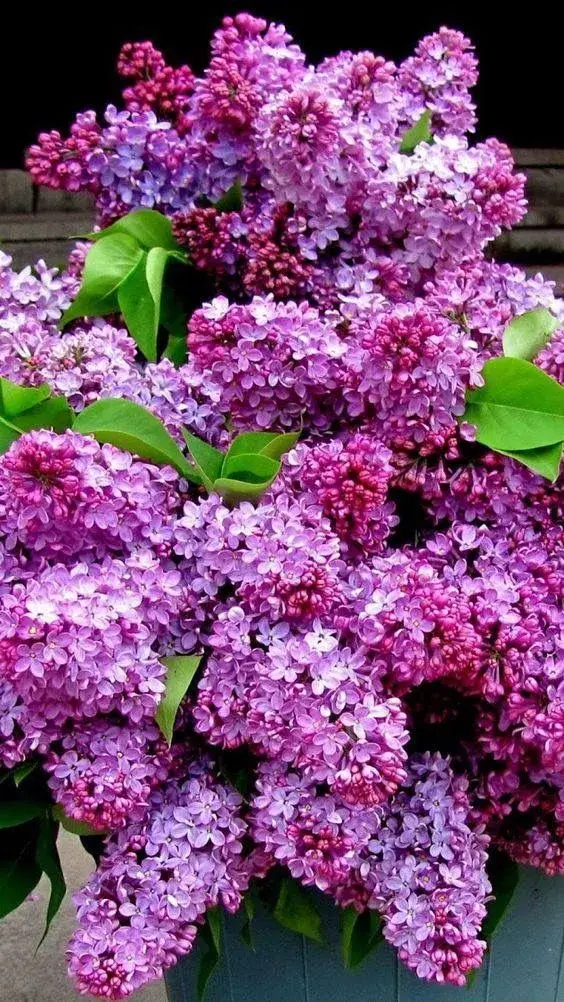 Šeřík na zahradě