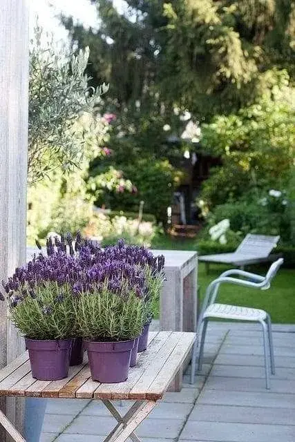 Rostliny proti komárům