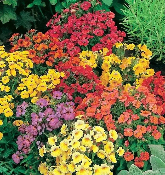 Letničky na zahradě