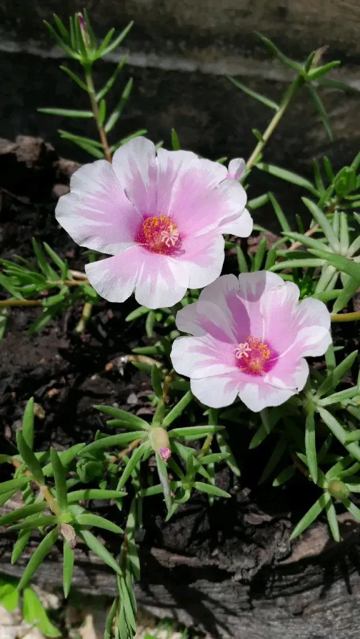 Letničky na zahradě