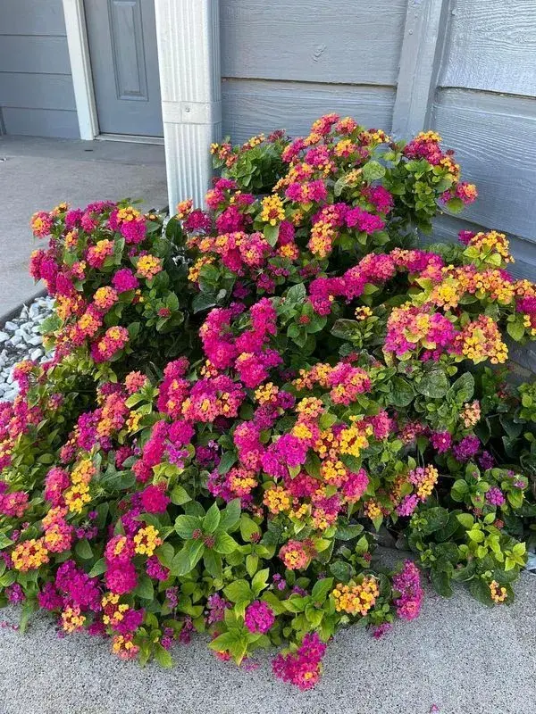 Letničky na zahradě