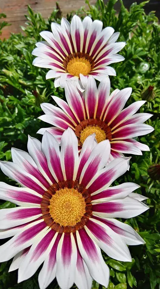 Letničky na zahradě