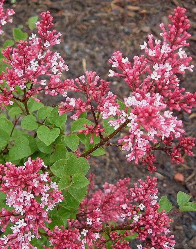 Šeřík na zahradě