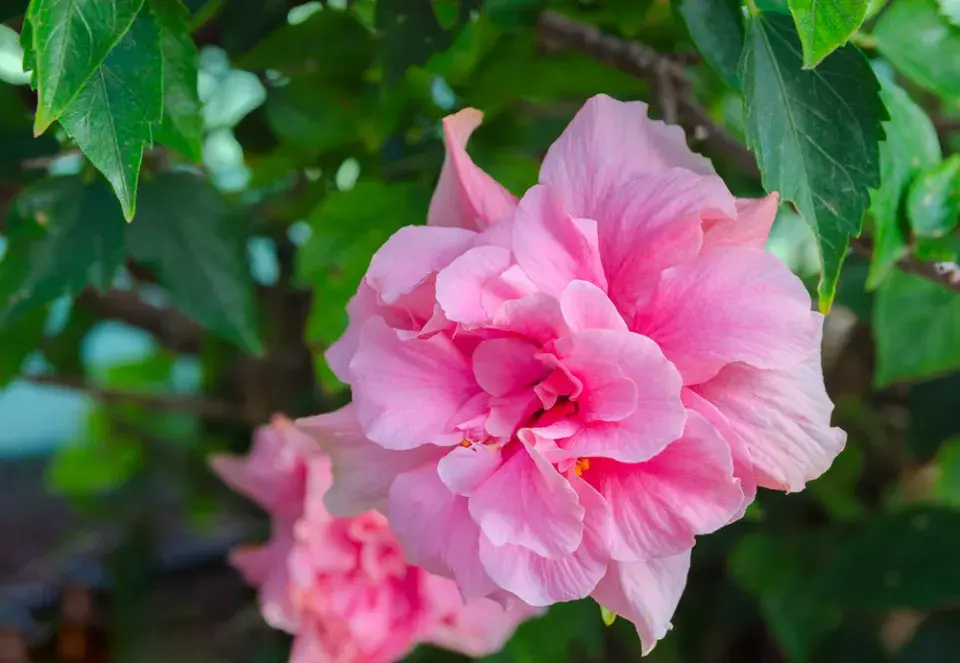 Ibišek syrský (Hibiscus syriacus) 