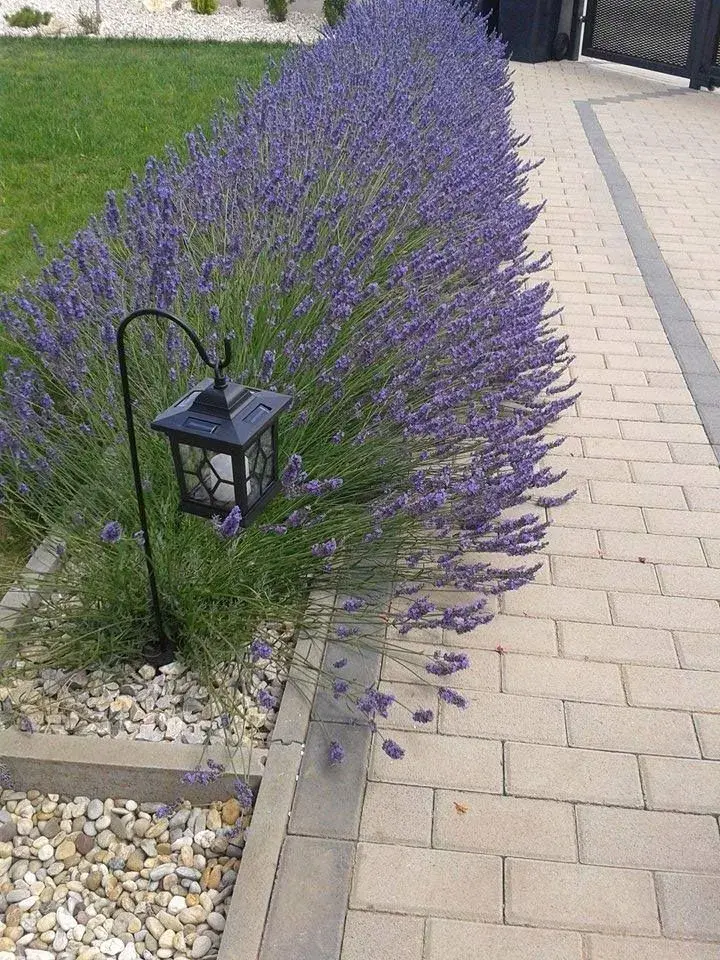 Pěstování levandule