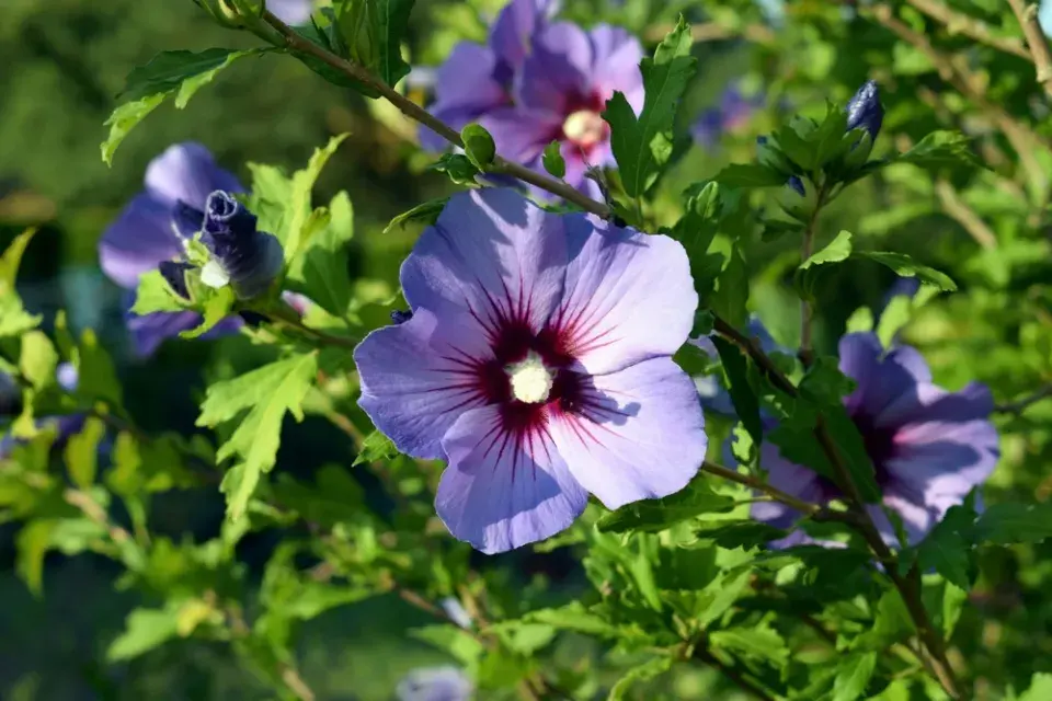 Ibišek syrský (Hibiscus syriacus) 