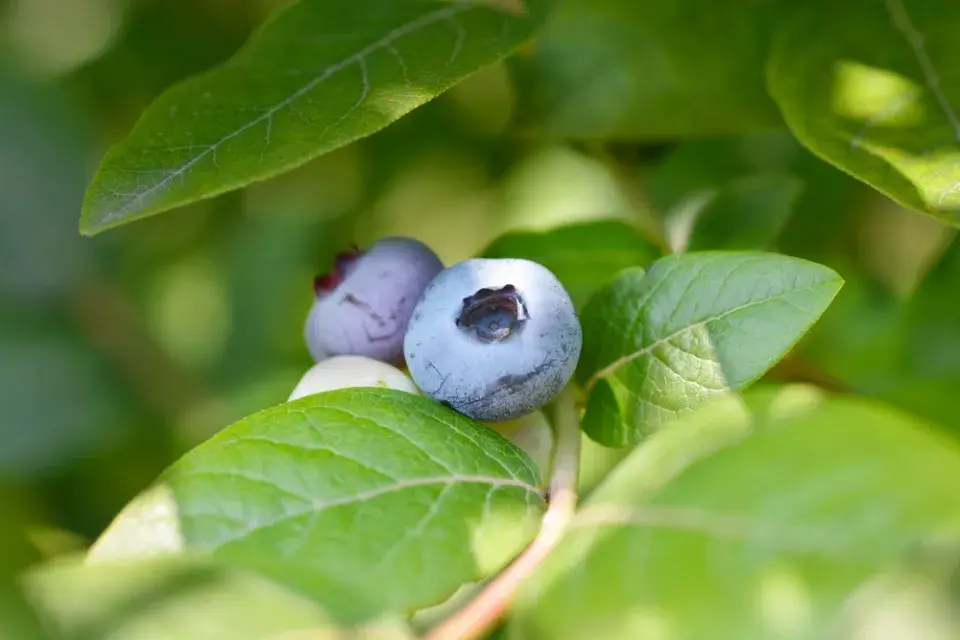 Borůvka chocholičnatá neboli zahradní borůvka (Vaccinium corymbosum)