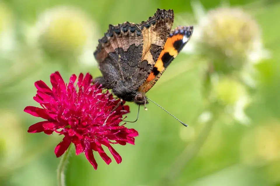 Chrastavec makedonský (Knautia macedonica)