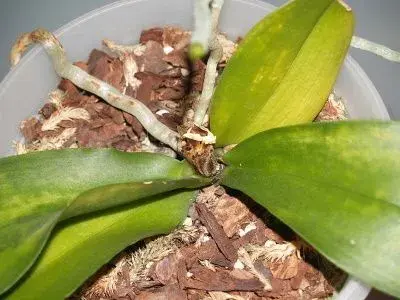 Orchideje a substrát