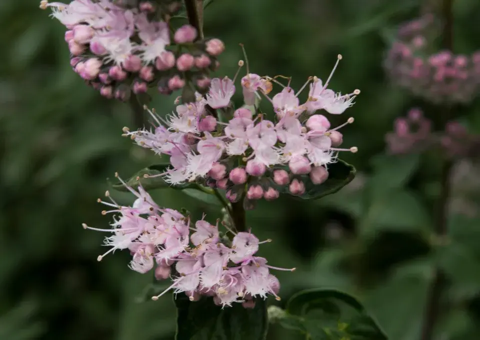 Ořechokřídlec clandonský (Caryopteris × clandonensis)