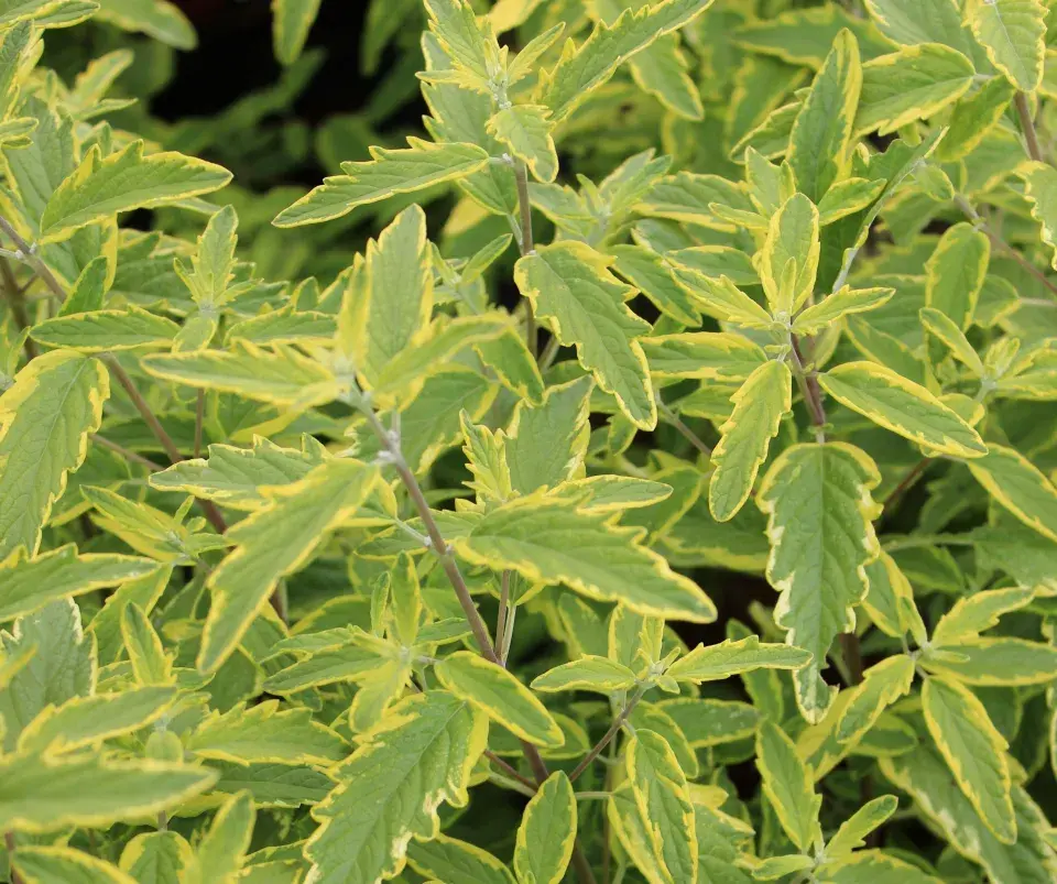 Ořechokřídlec clandonský (Caryopteris × clandonensis)