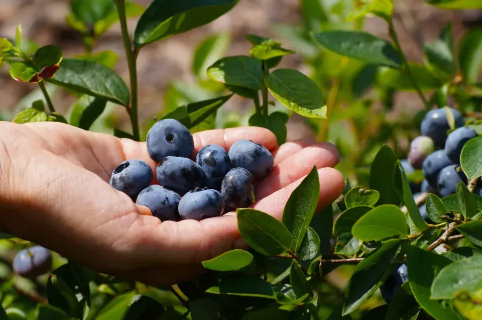 Borůvka chocholičnatá neboli zahradní borůvka (Vaccinium corymbosum)