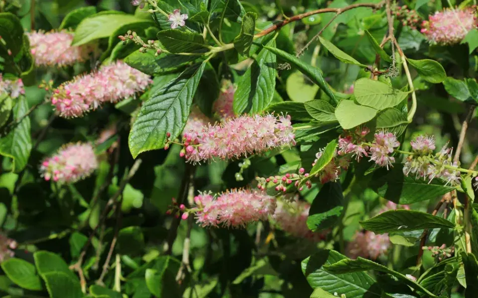 Jochovec olšolistý (Clethra alnifolia)