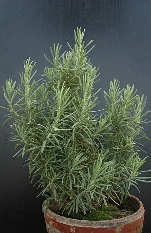 Rostliny proti komárům