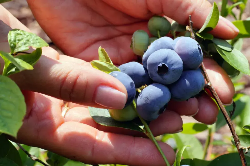 Borůvka chocholičnatá neboli zahradní borůvka (Vaccinium corymbosum)