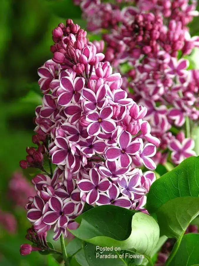 Šeřík na zahradě