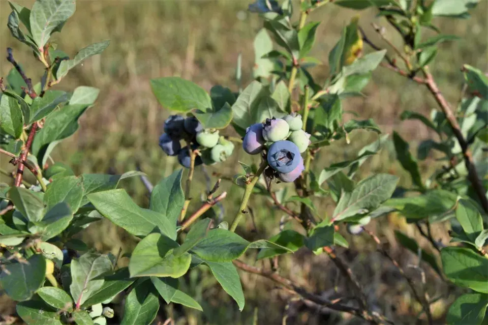 Borůvka chocholičnatá neboli zahradní borůvka (Vaccinium corymbosum)