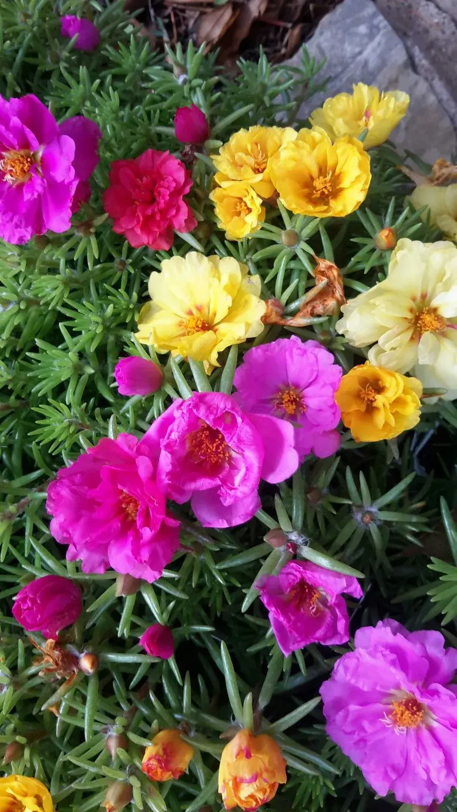 Letničky na zahradě