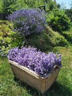 Pěstování levandule