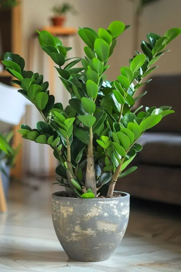 Pokojové rostliny na školním parapetu