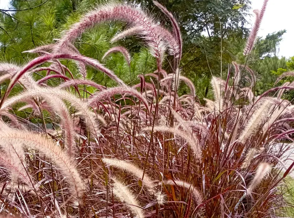 Dochan setý (Pennisetum setaceum)