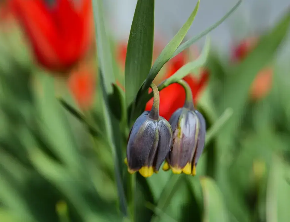 Řebčík Michajlovského (Fritillaria michailovskyi)