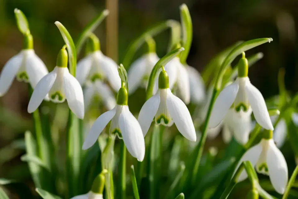 cibuloviny v košíku