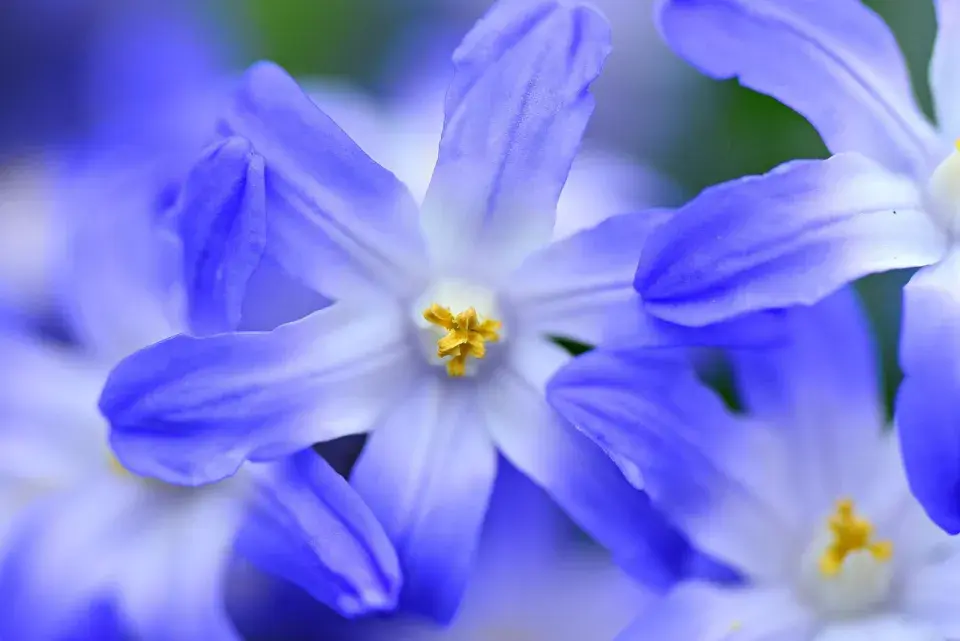 Ladoňka bleděmodrá (Chionodoxa forbesii)
