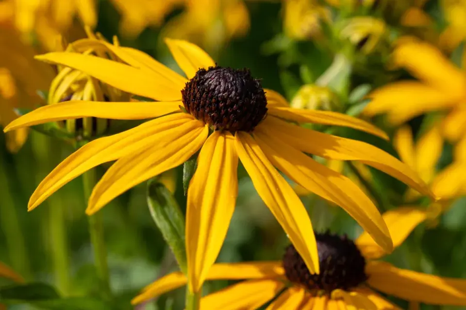 Třapatka zářivá (Rudbeckia fulgida)