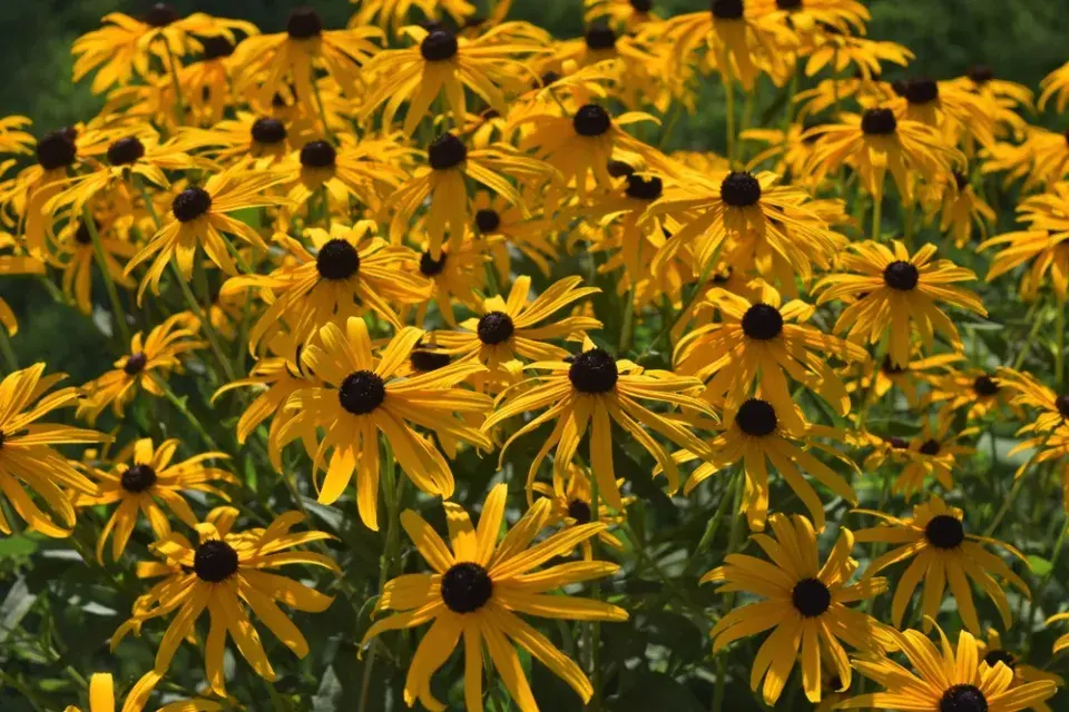 Třapatka zářivá (Rudbeckia fulgida)