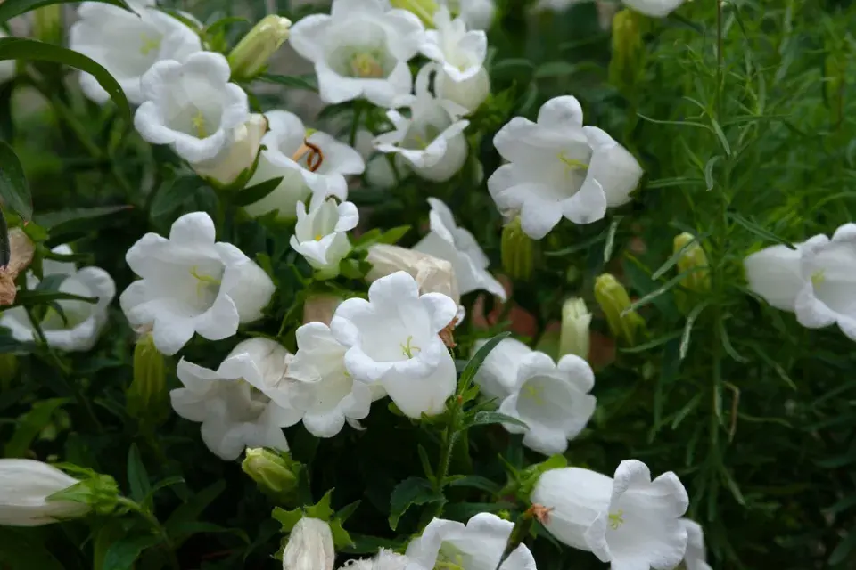 Zvonek broskvolistý (Campanula persicifolia)
