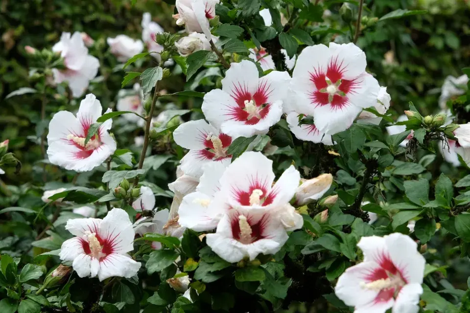 Ibišek syrský (Hibiscus syriacus) 