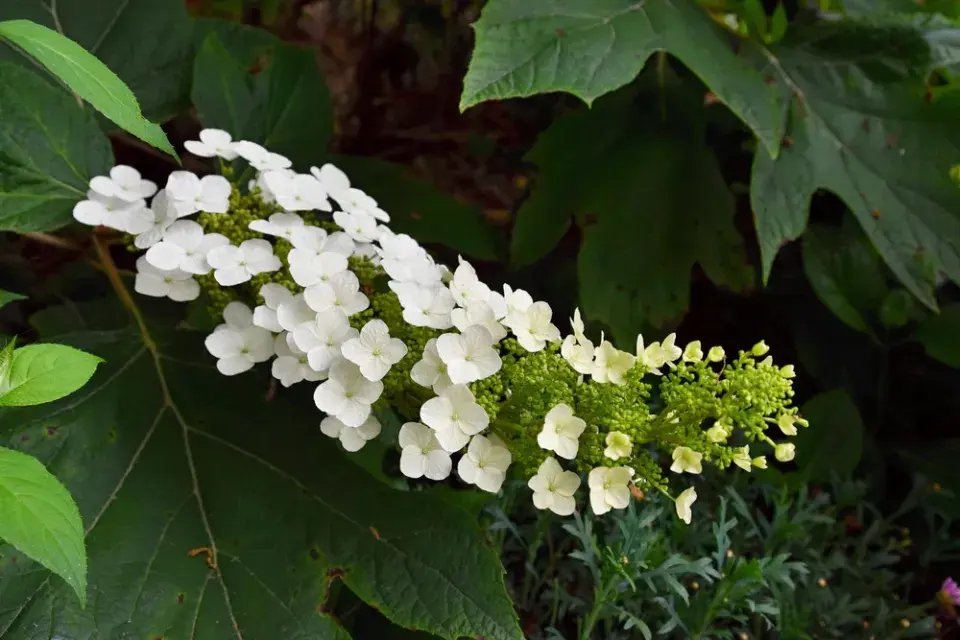 Hortenzie dubolistá (Hydrangea quercifolia) 