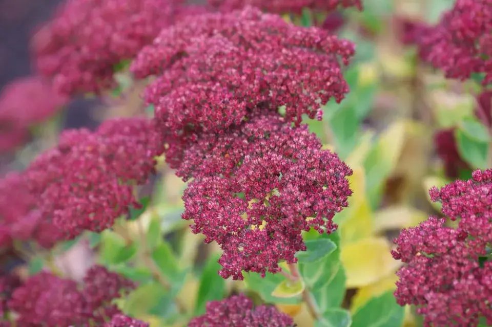 Rozchodníkovce (Hylotelephium)