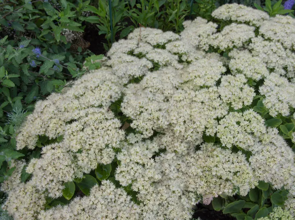 Rozchodníkovce (Hylotelephium)