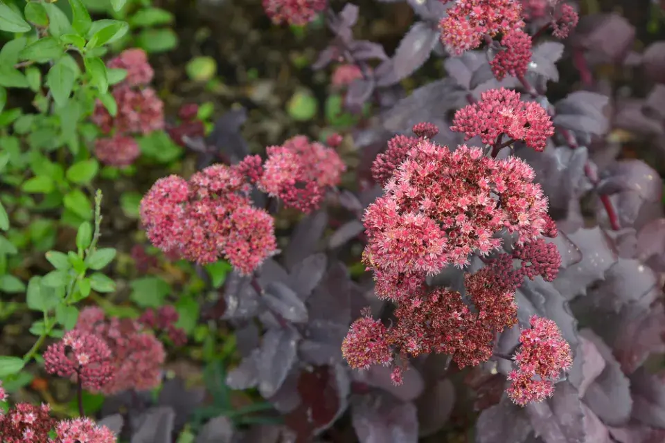 Rozchodníkovce (Hylotelephium)