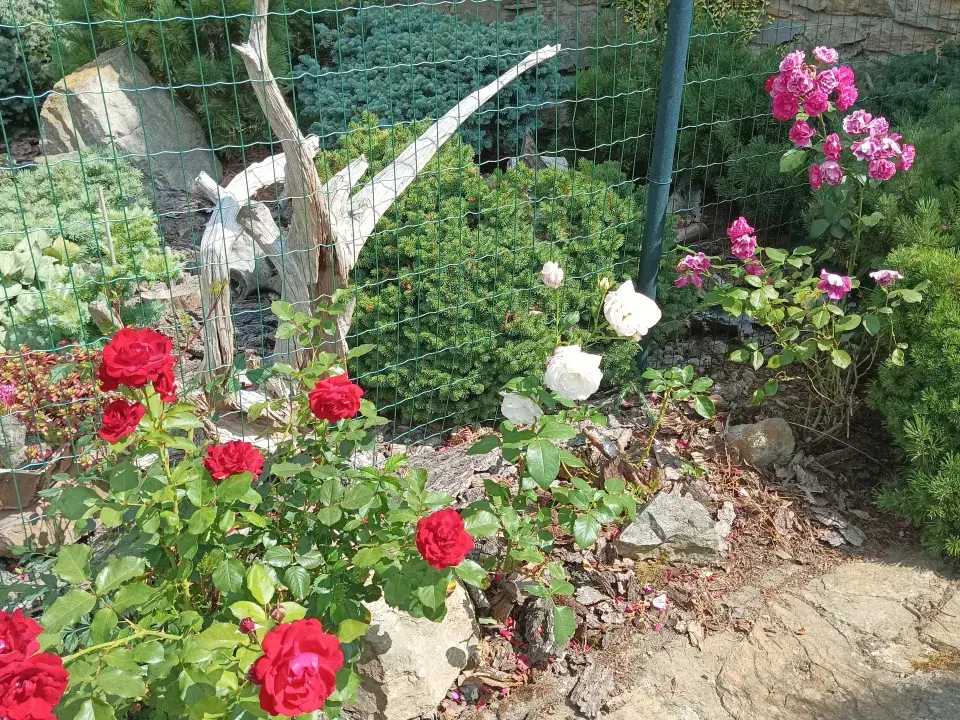 Zahrada v Kladrubech