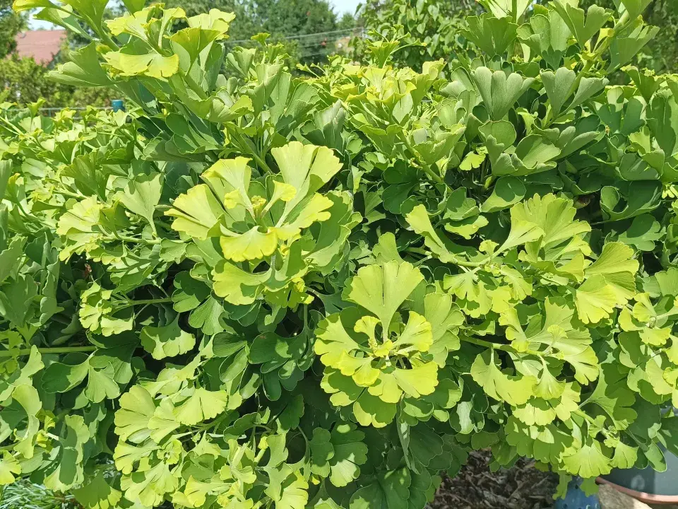 Zahrada v Kladrubech