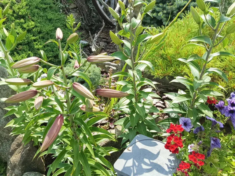 Zahrada v Kladrubech