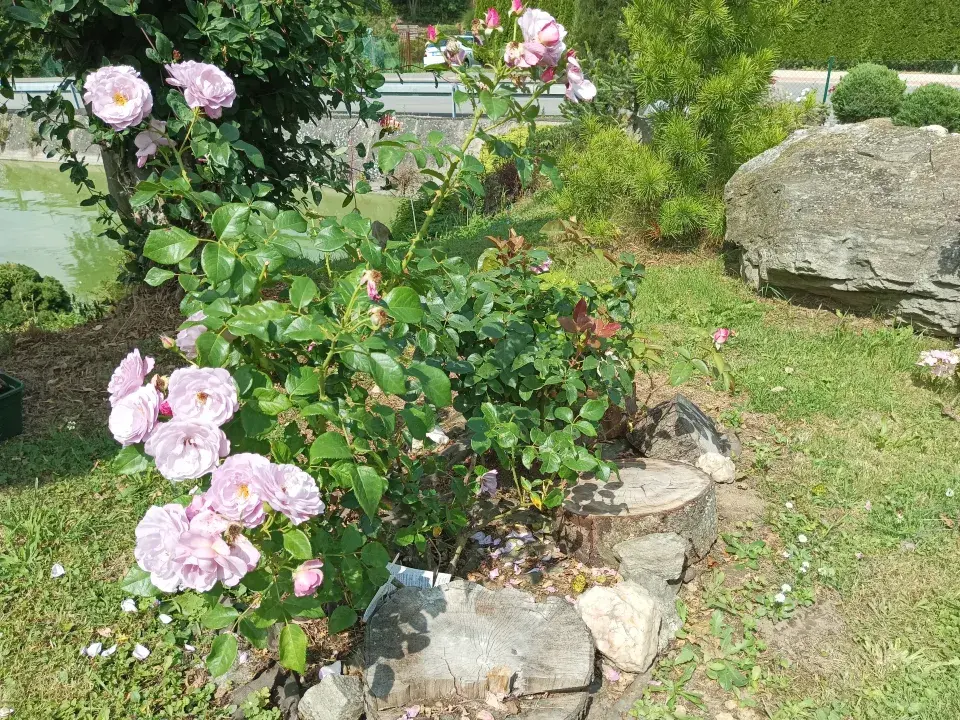 Zahrada v Kladrubech