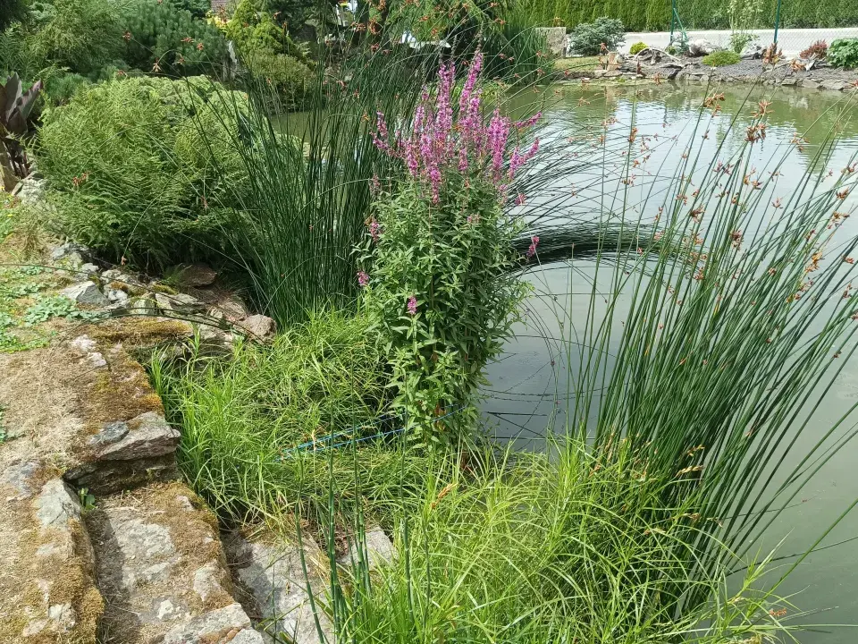 Zahrada v Kladrubech