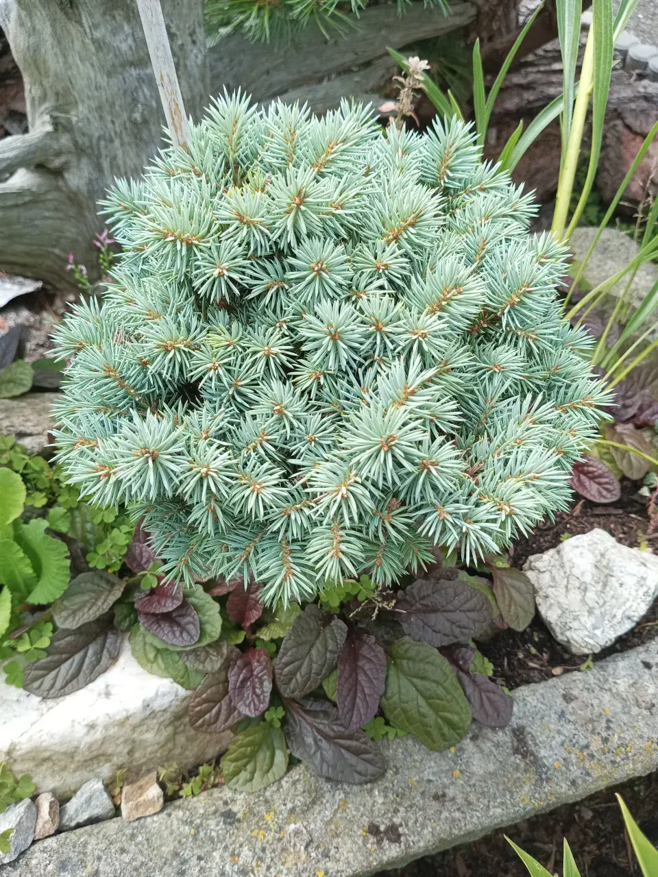 Zahrada v Kladrubech