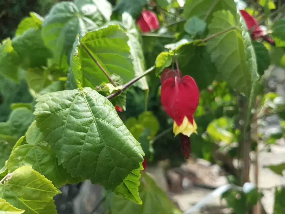 Zahrada v Kladrubech