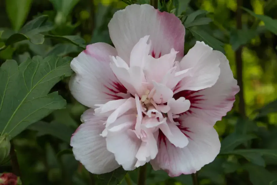 Ibišek syrský (Hibiscus syriacus) 