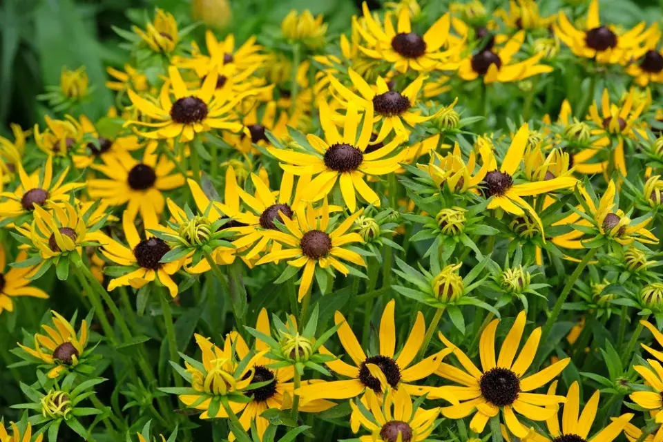 Třapatka zářivá (Rudbeckia fulgida)
