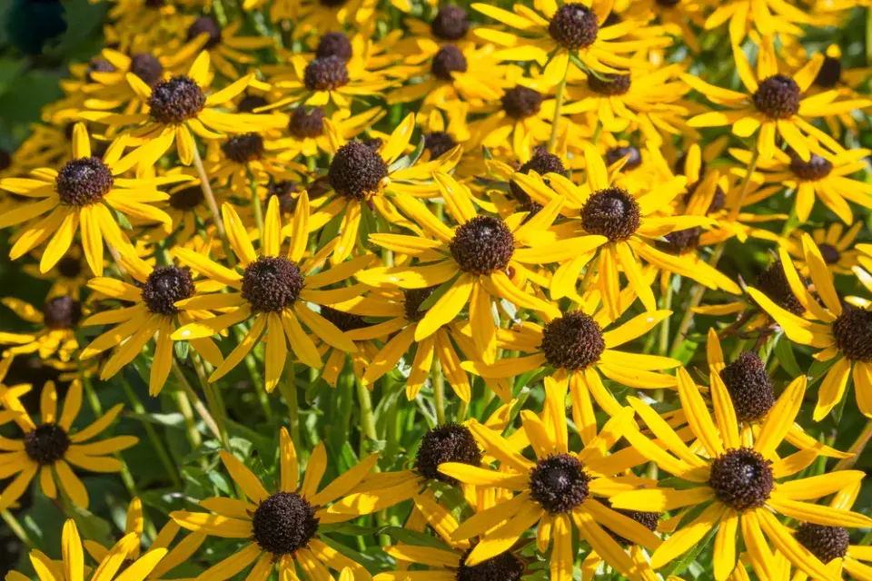 Třapatka zářivá (Rudbeckia fulgida)