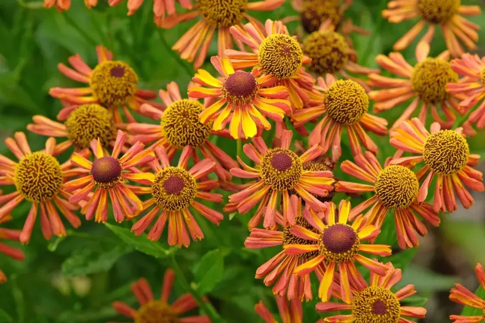 Záplevák (Helenium) 