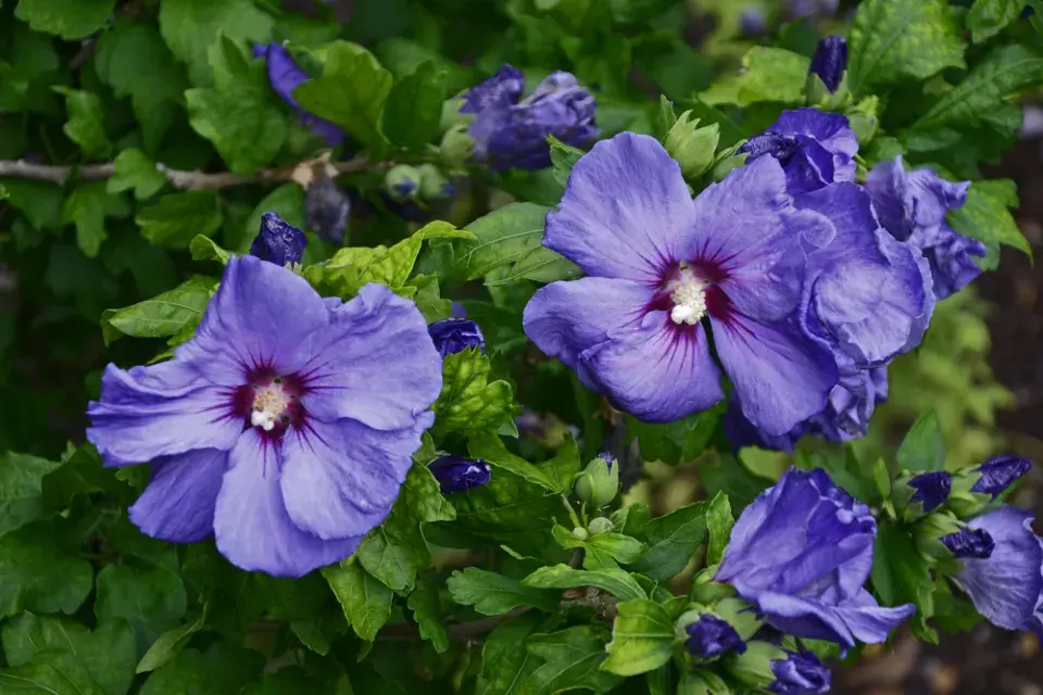 Ibišek syrský (Hibiscus syriacus) 