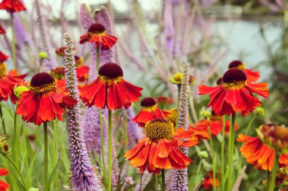 Záplevák (Helenium) 