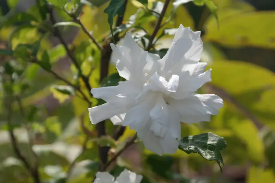 Ibišek syrský (Hibiscus syriacus) 